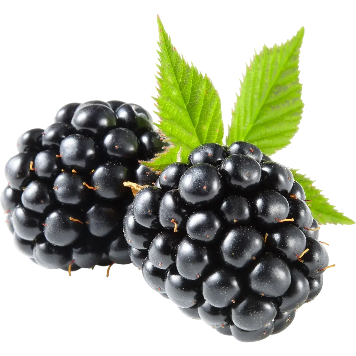 Blackberry