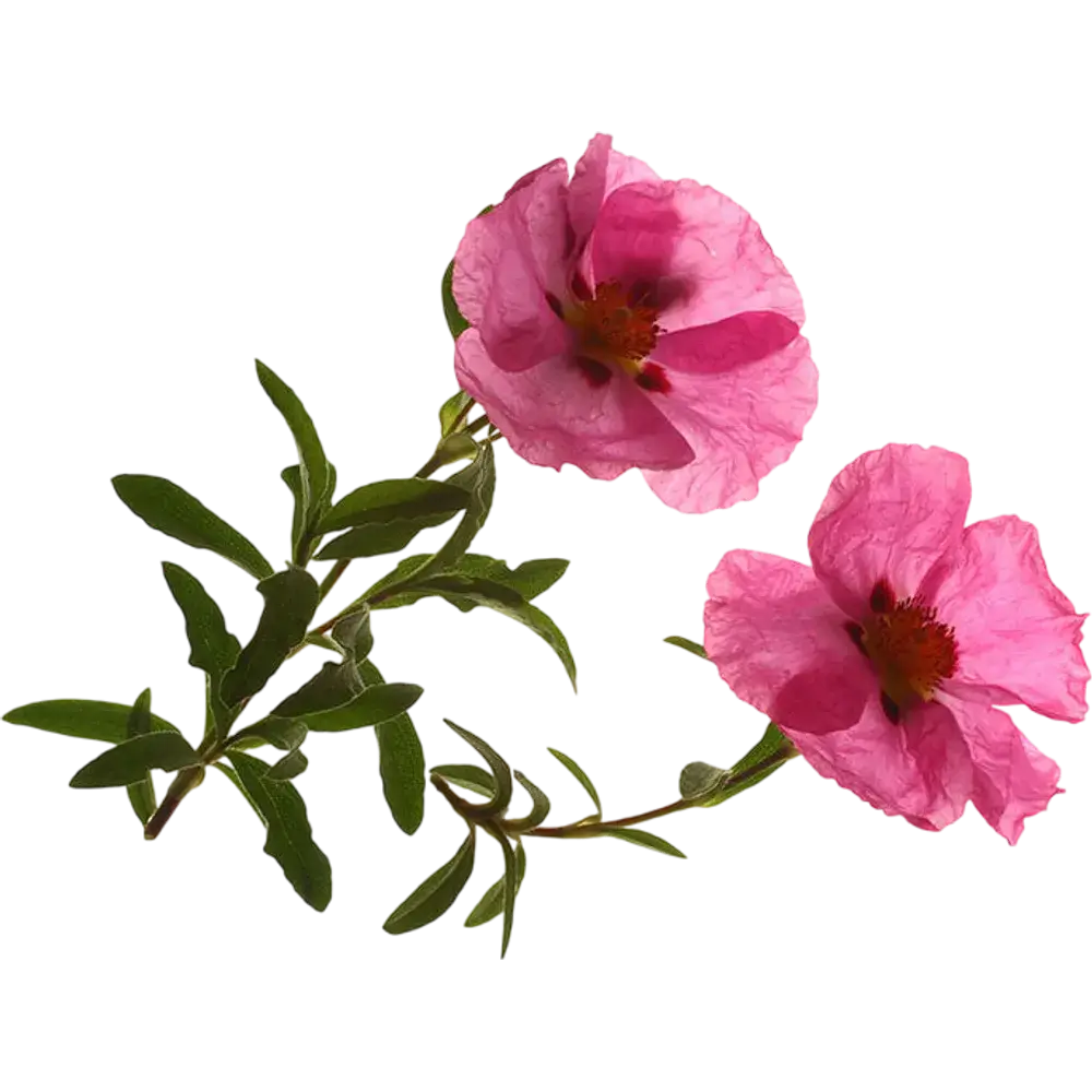 Cistus