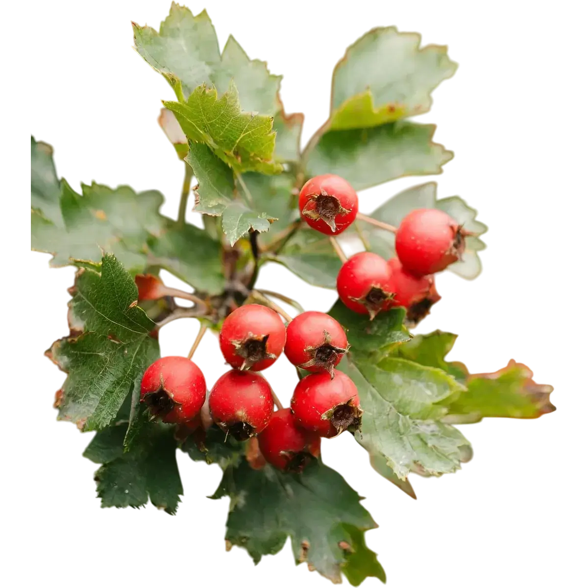 Hawthorn