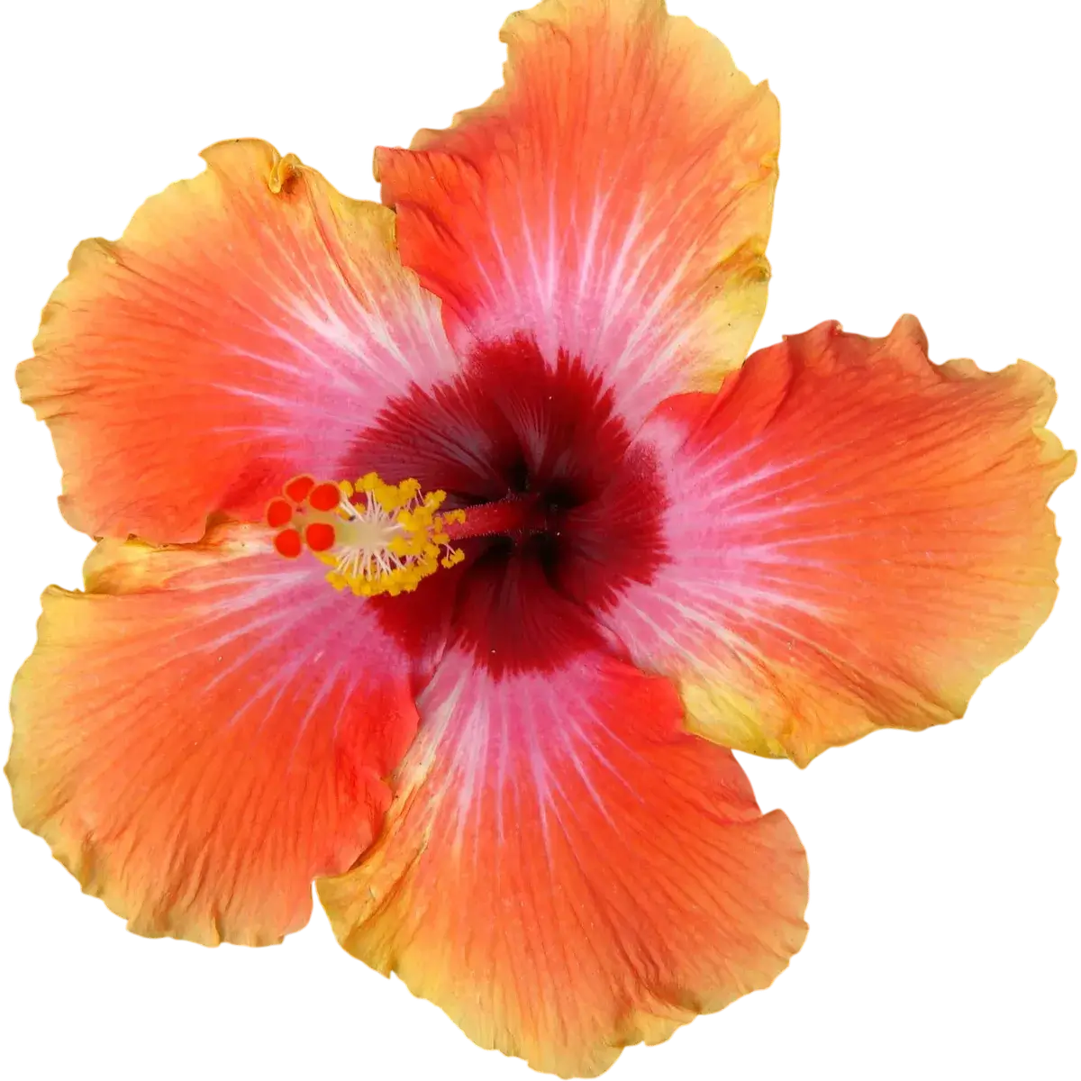 Hibiscus