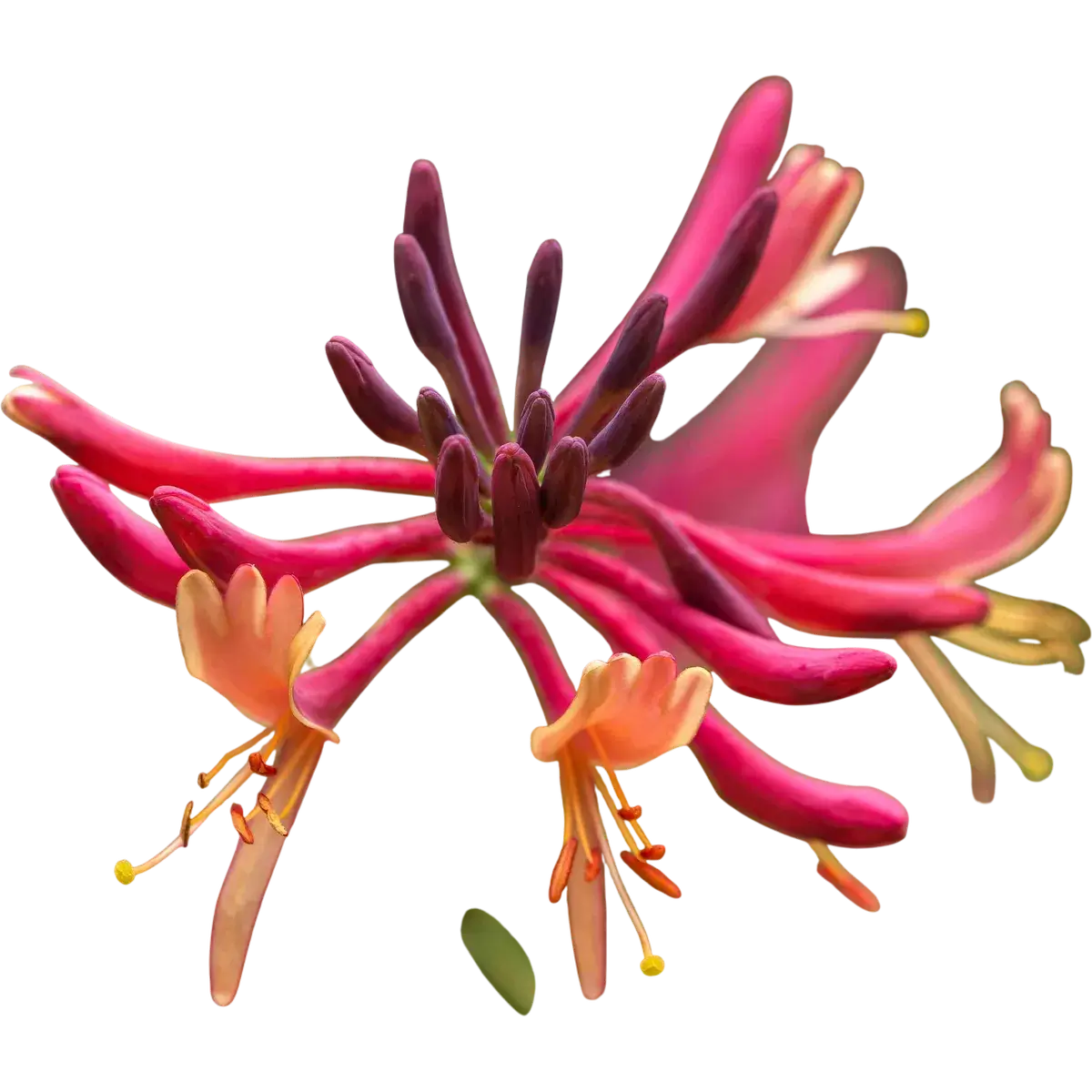 Honeysuckle
