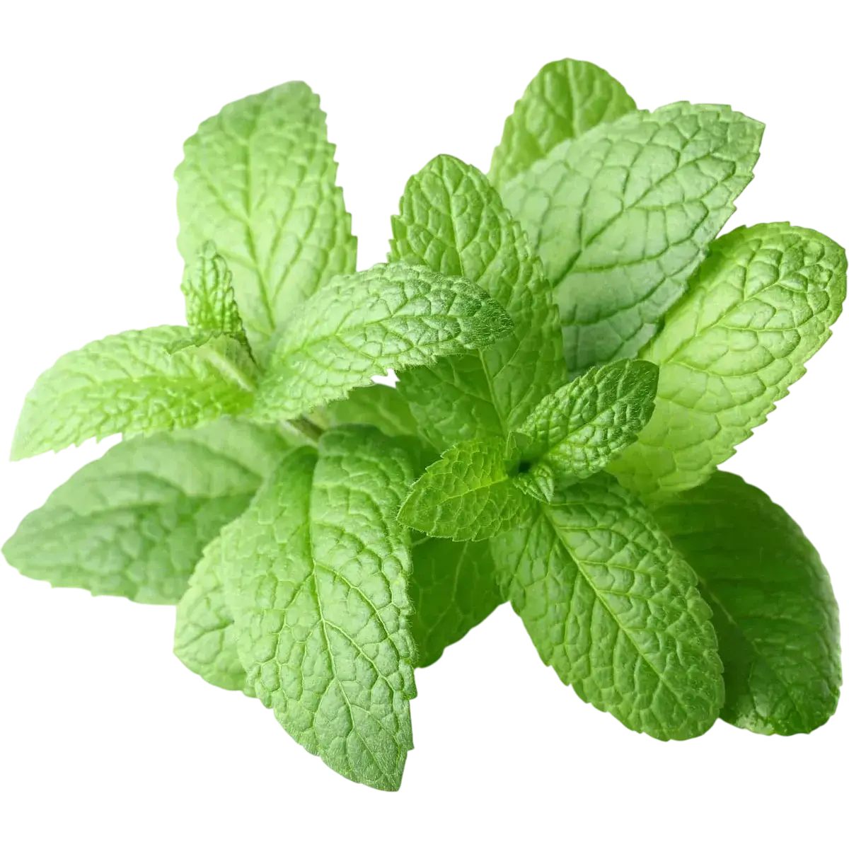 Peppermint